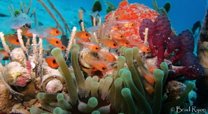 patch reef at 70ft by Brad Ryon 